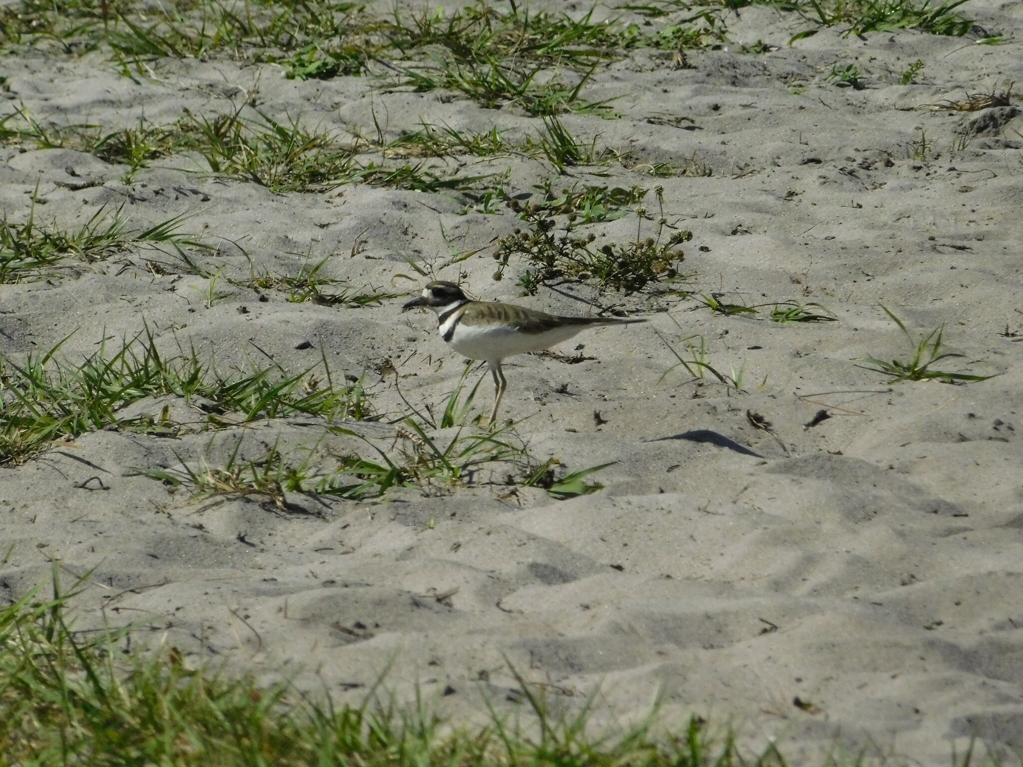 Killdeer (Charadrius vociferus), photo 3