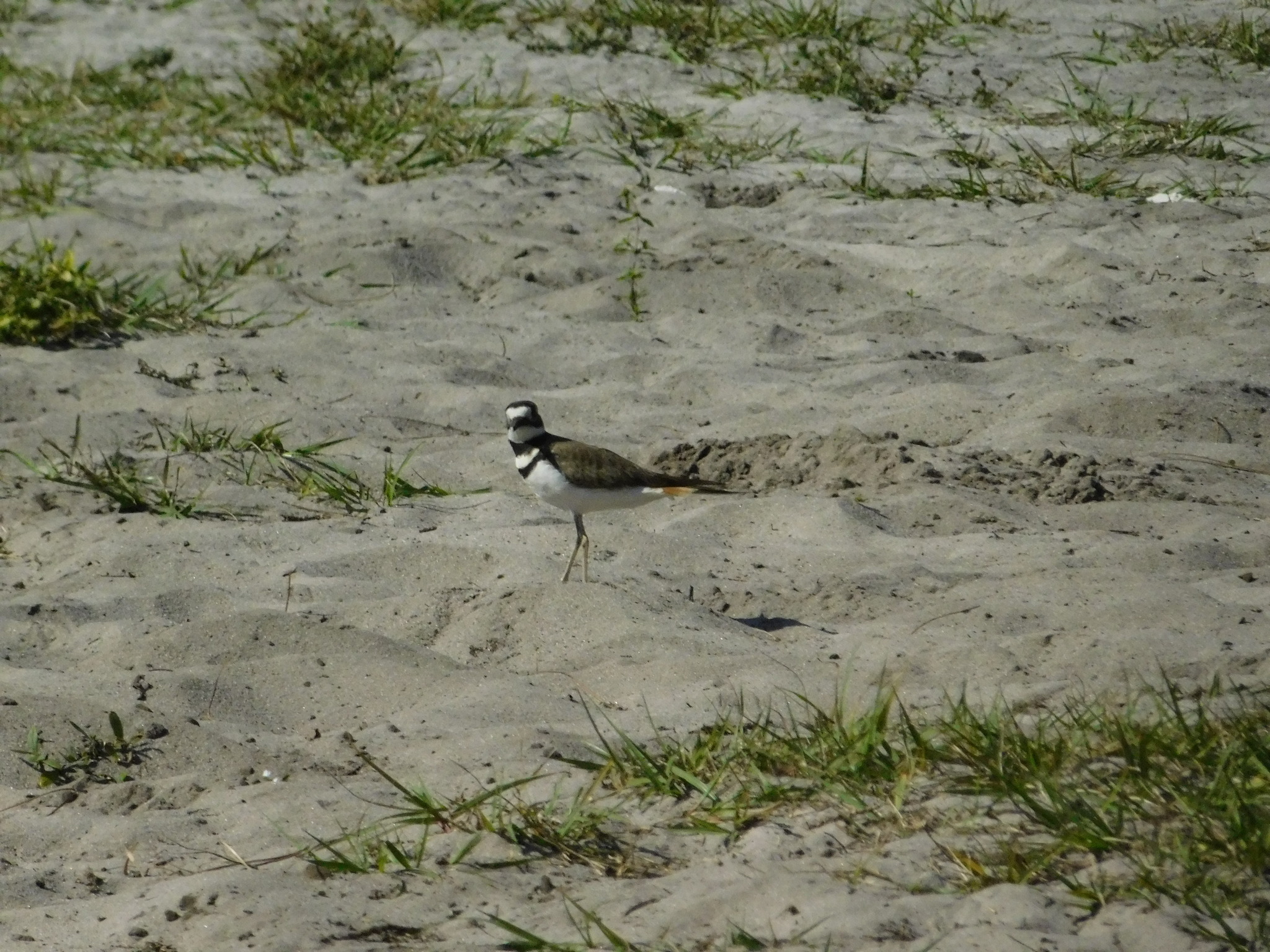 Killdeer (Charadrius vociferus), photo 4