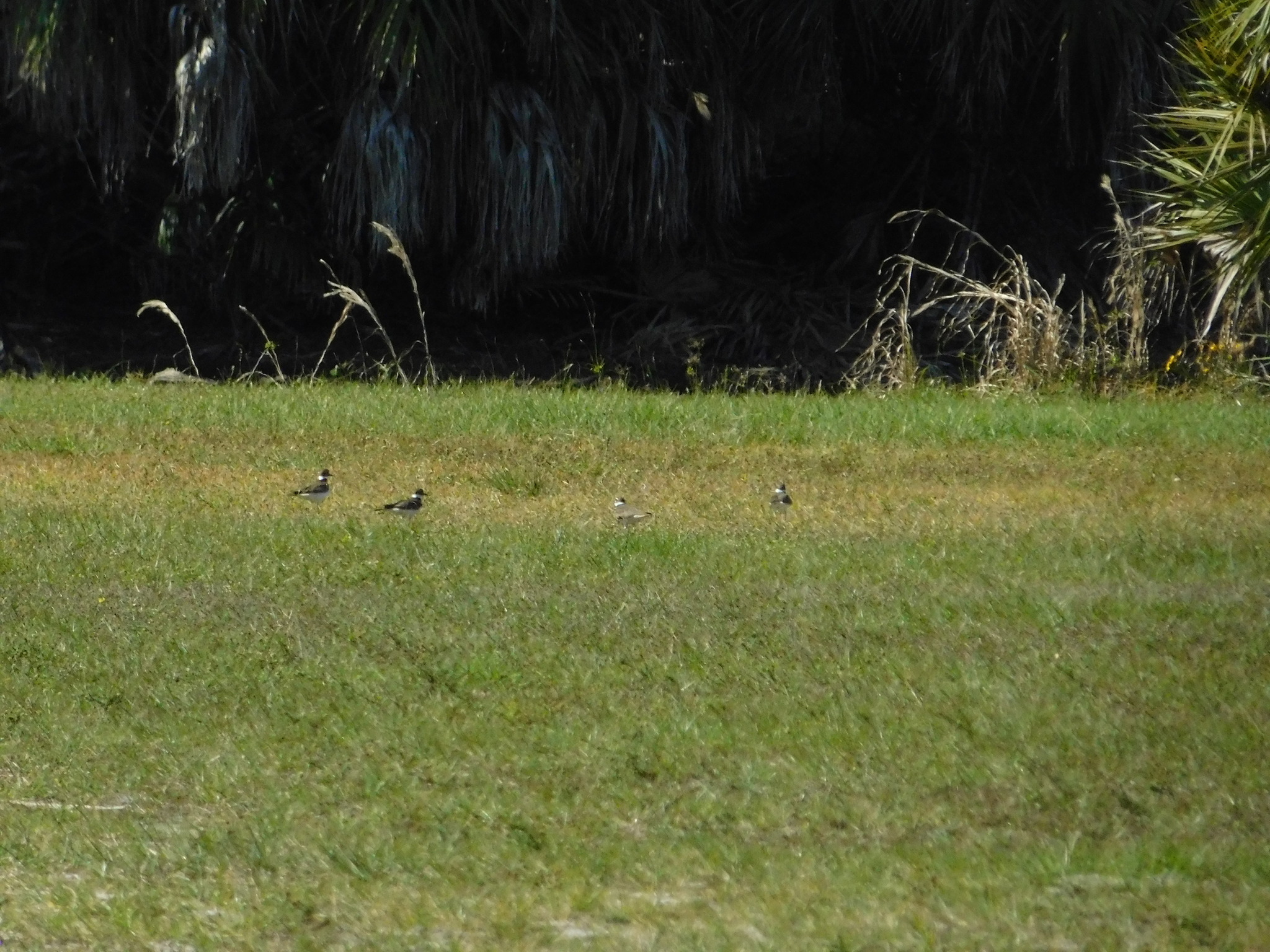 Killdeer (Charadrius vociferus), photo 5
