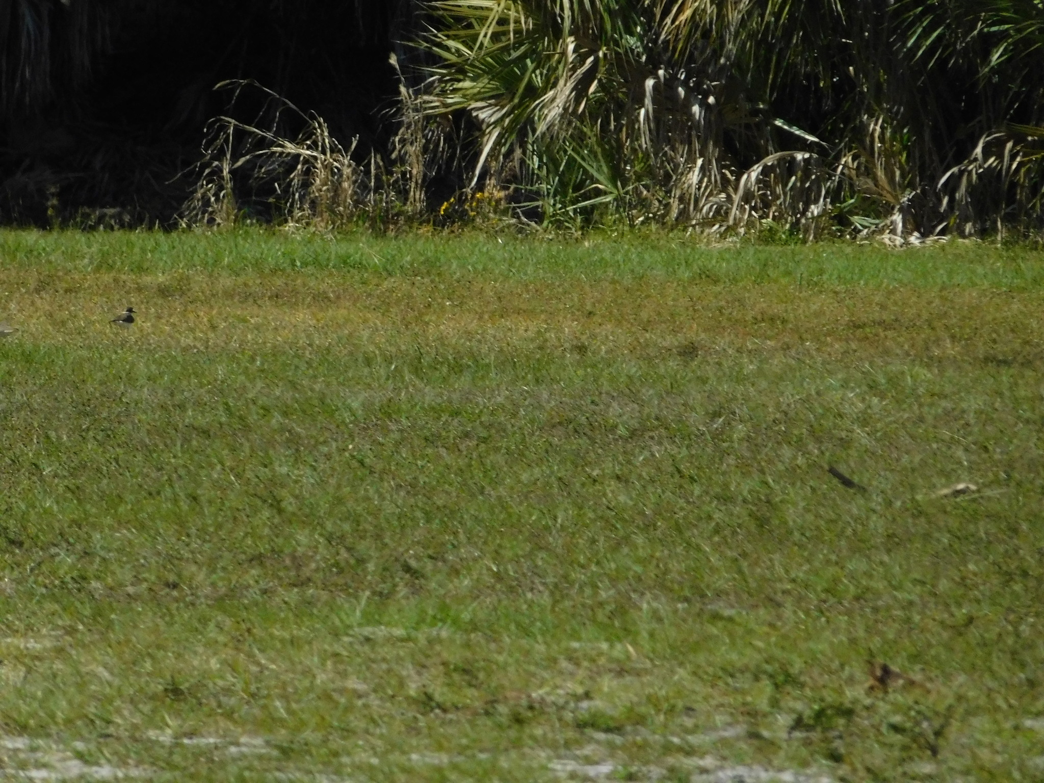 Killdeer (Charadrius vociferus), photo 2