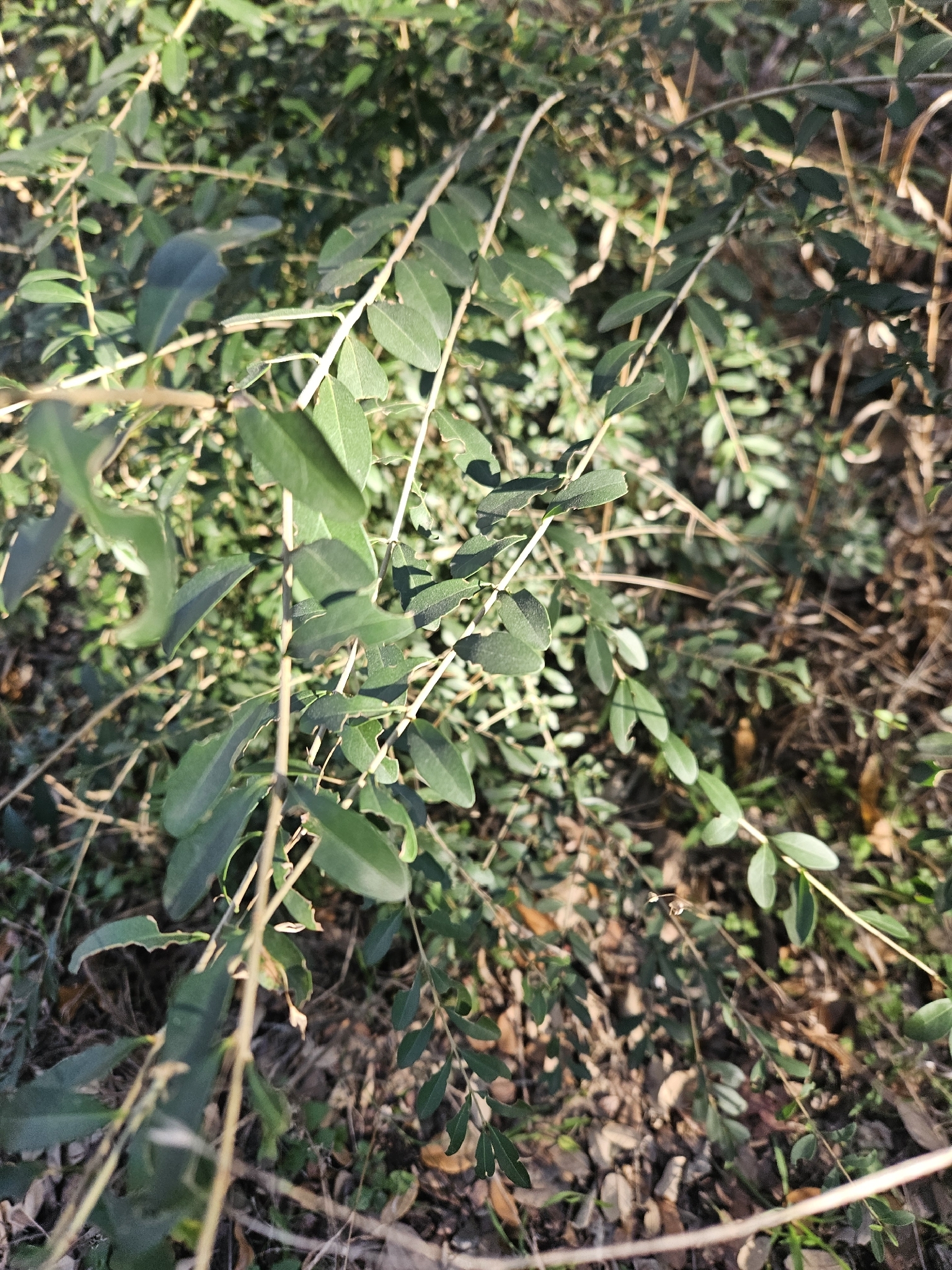 Ligustro de hoja cerosa