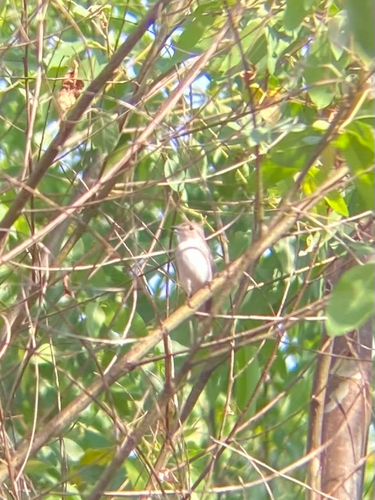 Taiga Flycatcher