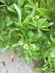 Lepidium oleraceum