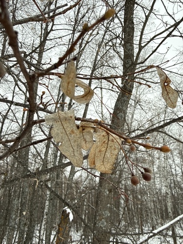 Linden