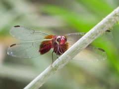 Erythrodiplax fervida