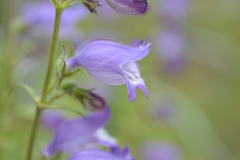 Penstemon campanulatus