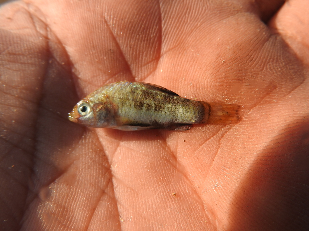 Yucatan Pupfish