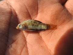 Yucatan Pupfish photo 3