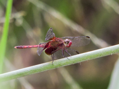 Erythrodiplax fervida