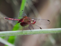 Erythrodiplax fervida