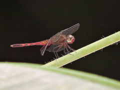 Erythrodiplax fervida