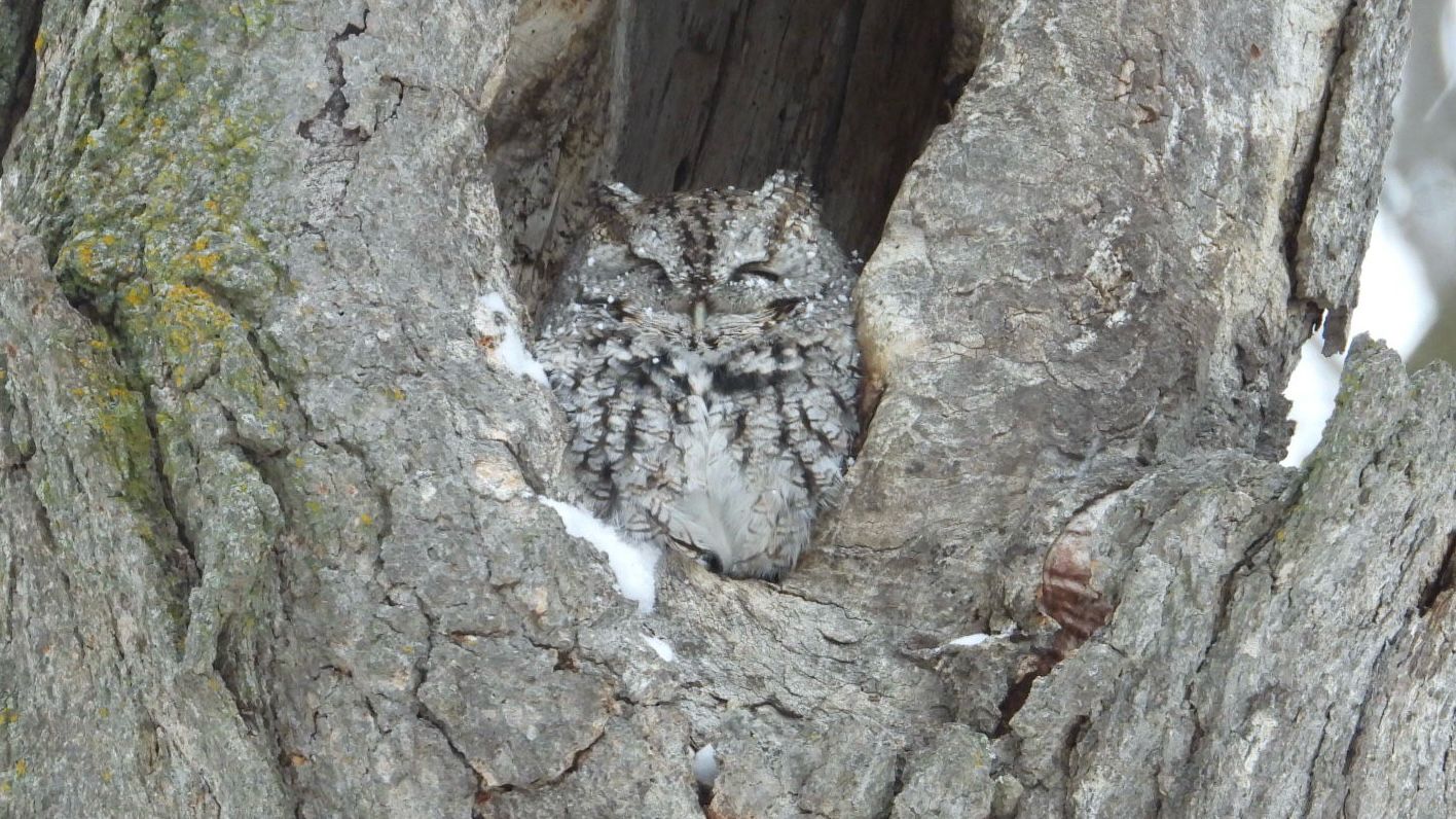 Eastern Screech Owl (Megascops asio), photo 4