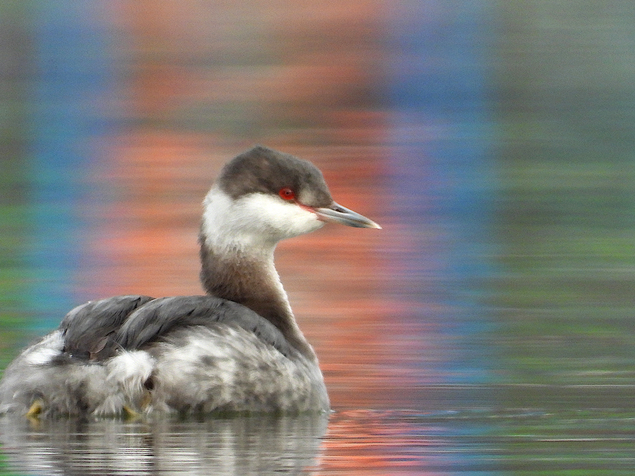 Horned Grebe (Podiceps auritus), photo 3
