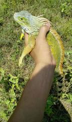 Iguana iguana