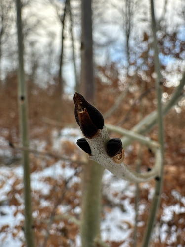 Foto de Freixo