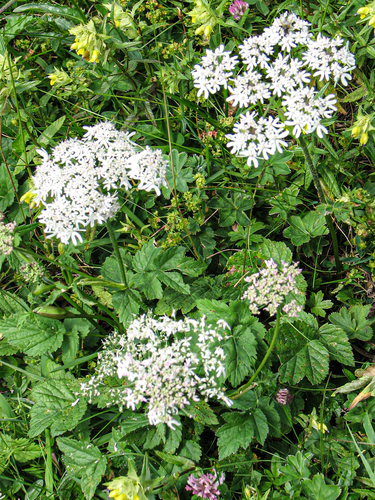 Austrian Hogweed (Heracleum austriacum)