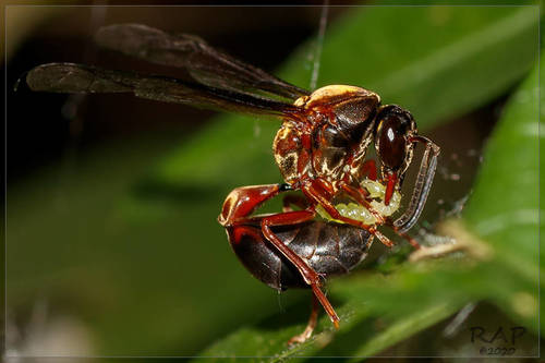 Pachymenes sericeus