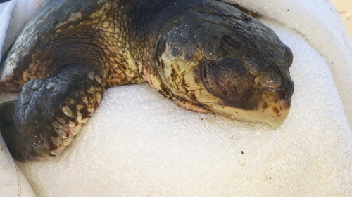 Kemp's Ridley Sea Turtle observed by landfrog