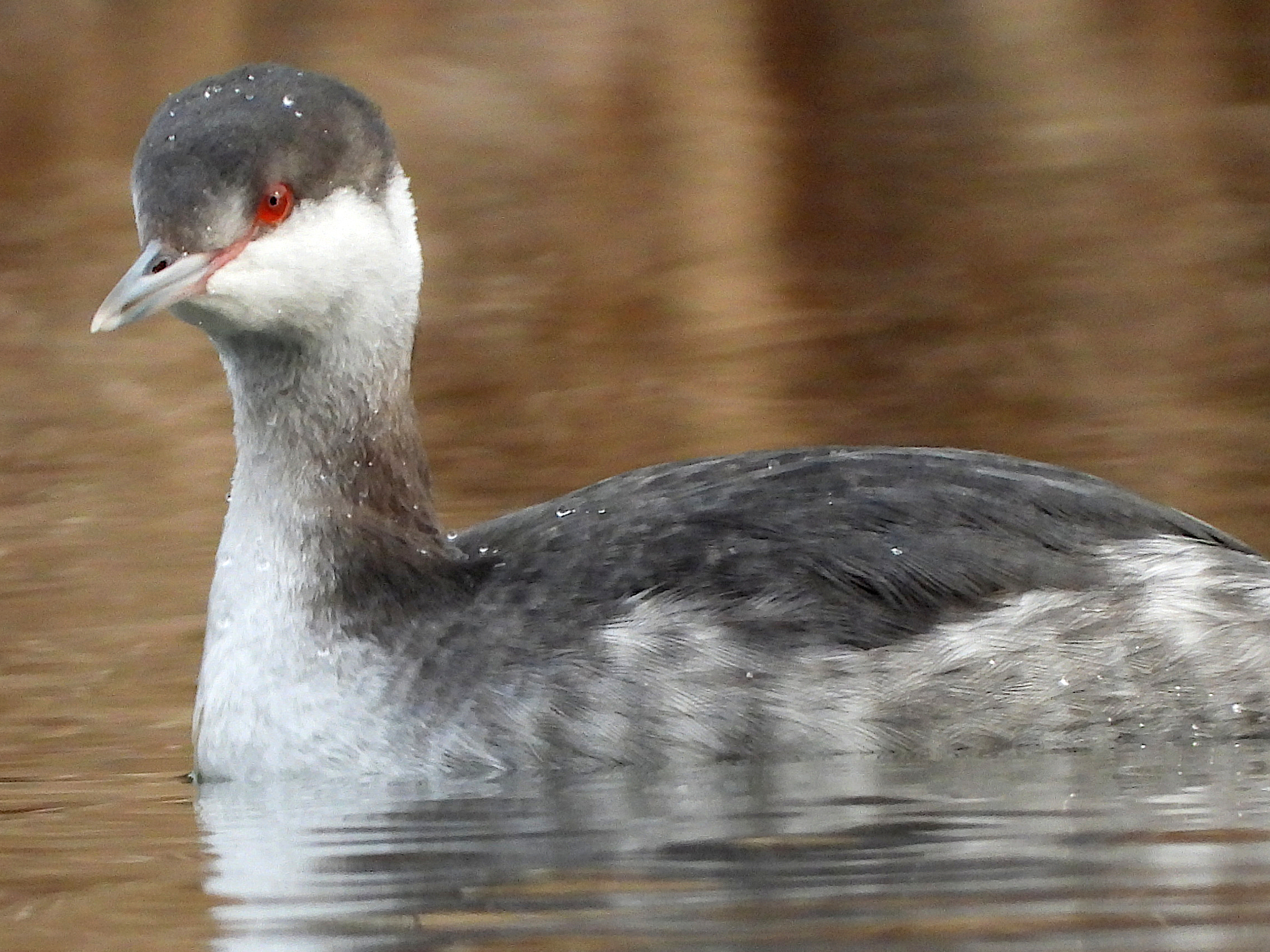 Horned Grebe (Podiceps auritus), photo 4