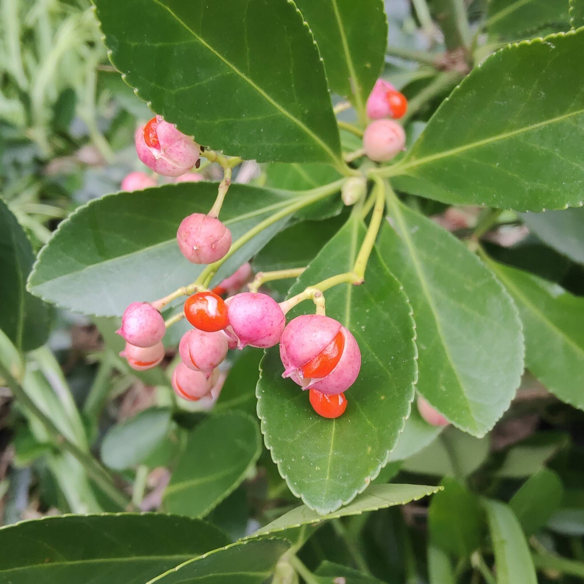 Japanese spindle
