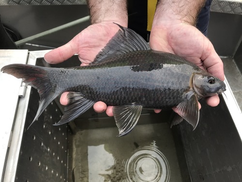 Black labeo (Labeo chrysophekadion) — Cyprinidae — 2