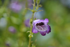 Penstemon campanulatus