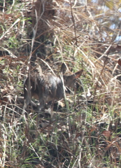 Rusa timorensis