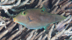 Canthigaster papua