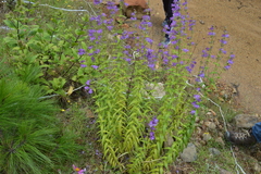Penstemon campanulatus