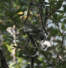 Chlorodrepanis flava