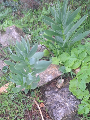 Persian Lily (Fritillaria persica)