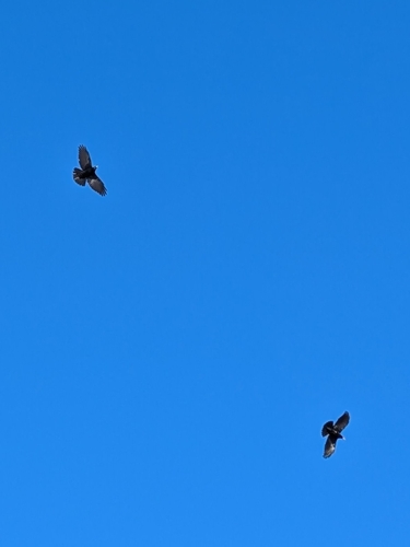 Alpine Chough (Pyrrhocorax graculus), photo 1