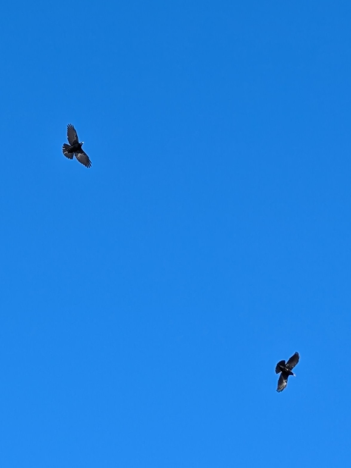 Alpine Chough (Pyrrhocorax graculus), photo 1