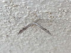 Anstenoptilia