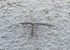 Anstenoptilia