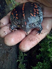 Rhinophrynus dorsalis