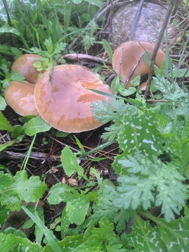 Pleurotus eryngii — no rights reserved