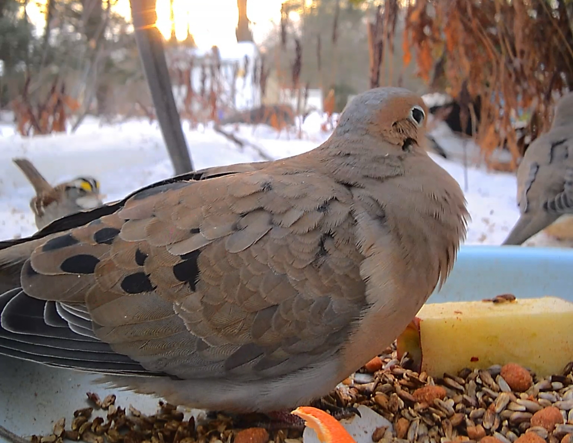 Mourning Dove (Zenaida macroura), photo 8