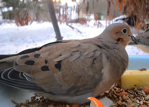 Mourning Dove (Zenaida macroura), photo 9