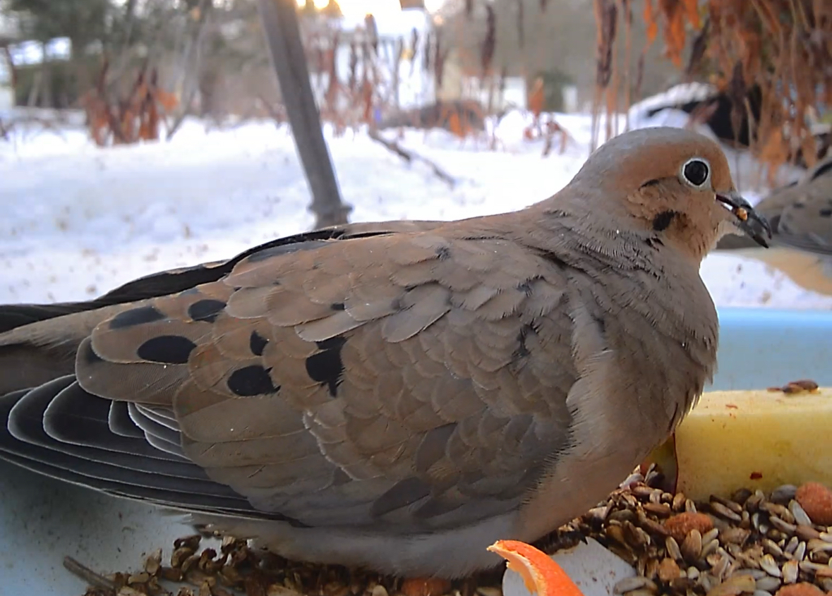 Mourning Dove (Zenaida macroura), photo 9