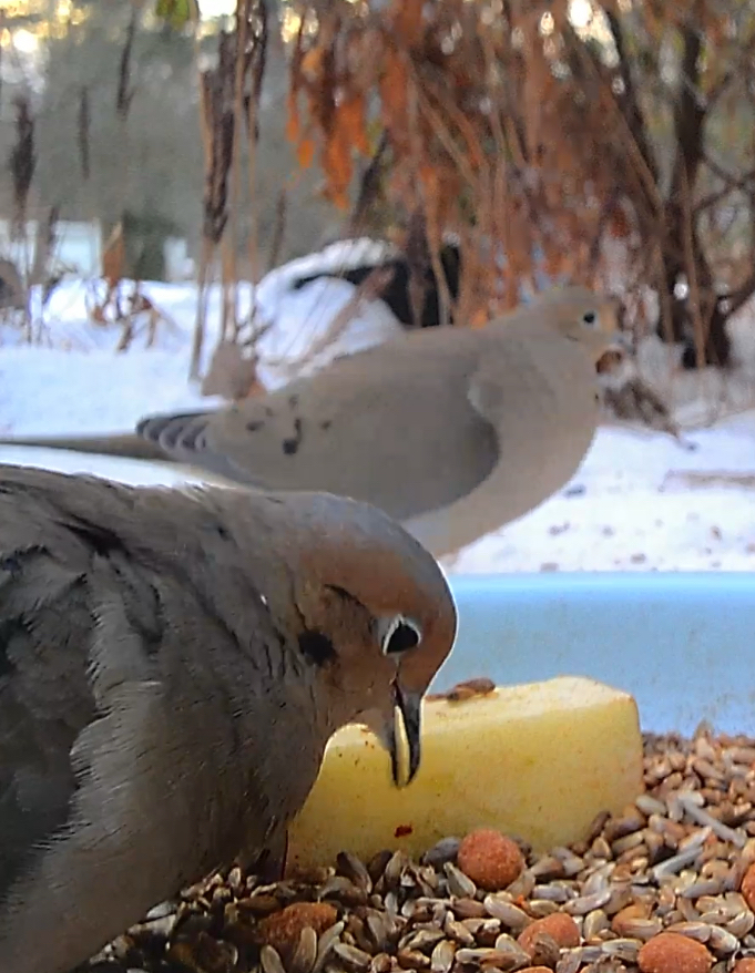 Mourning Dove (Zenaida macroura), photo 10