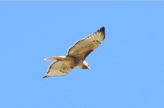 Buteo jamaicensis