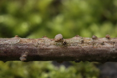 Tremella globispora
