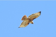 Buteo jamaicensis