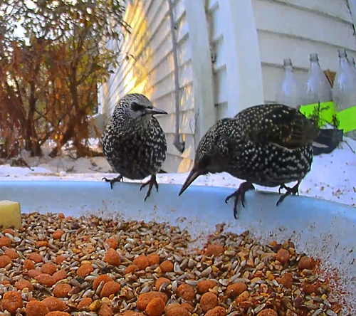Common Starling (Sturnus vulgaris), photo 1