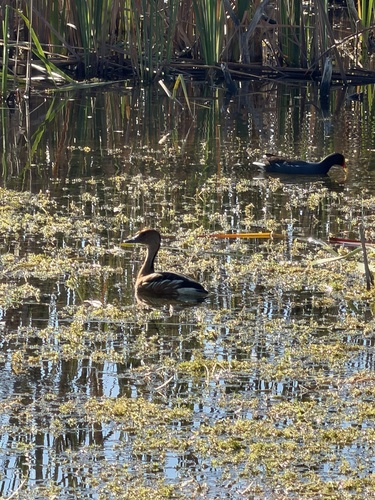 Fulvous Whistling Duck (Dendrocygna bicolor)