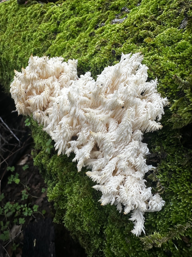 Hericium coralloides · January 2026 · photo: © katrinamccollough (iNaturalist, cc0)