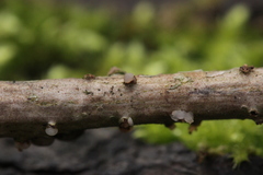Tremella globispora