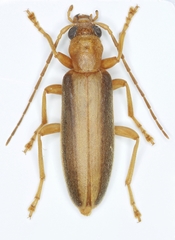 Oxycopis