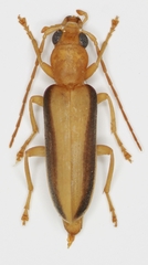 Oxycopis